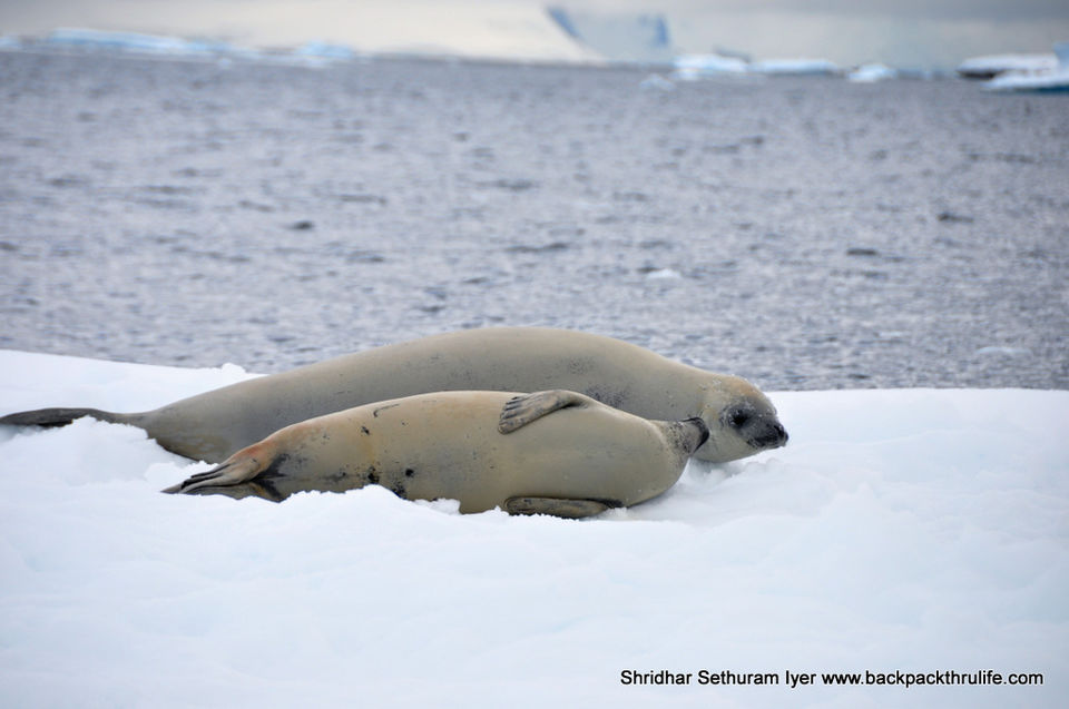 Photo of Antarctic Seal:Smelly Cuteness saved from extinction 123/182 by Shridhar Sethuram Iyer