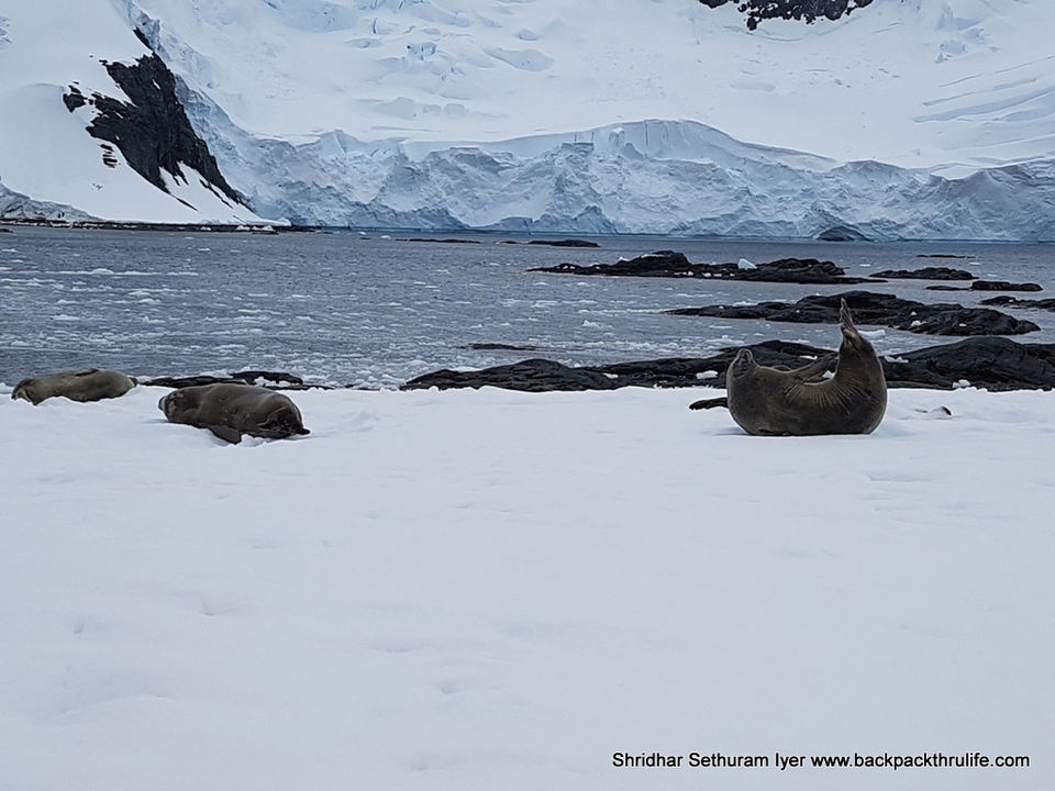 Photo of Antarctic Seal:Smelly Cuteness saved from extinction 121/182 by Shridhar Sethuram Iyer