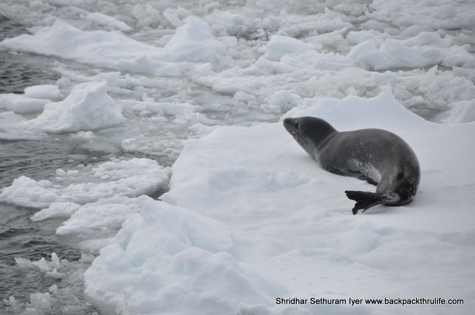Photo of Antarctic Seal:Smelly Cuteness saved from extinction 126/182 by Shridhar Sethuram Iyer