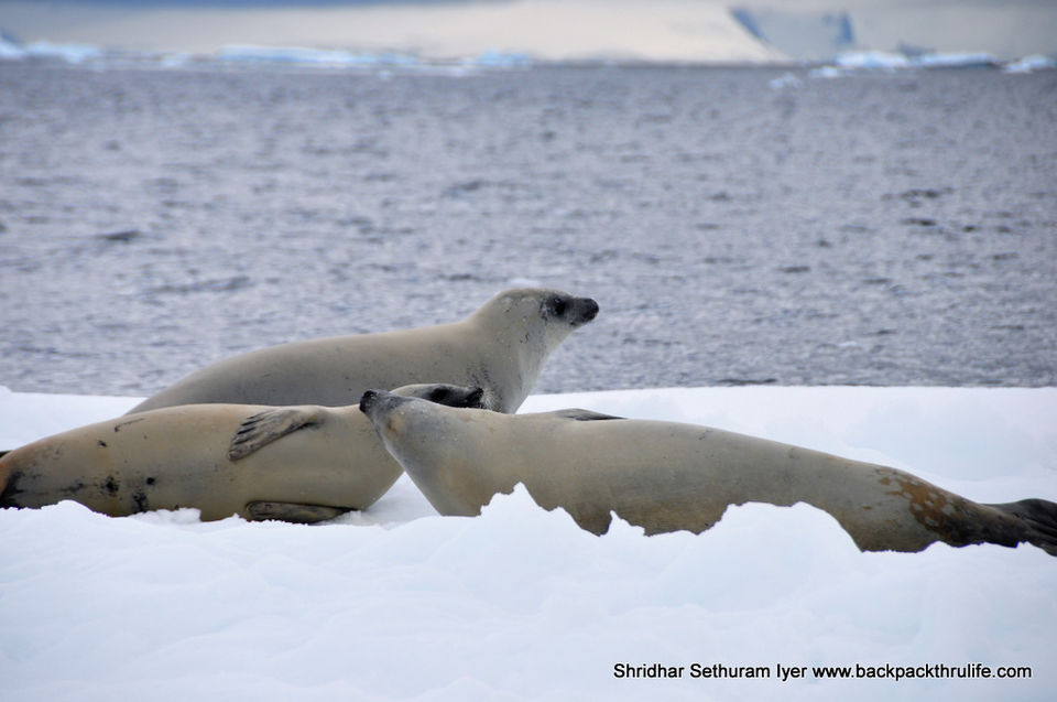 Photo of Antarctic Seal:Smelly Cuteness saved from extinction 124/182 by Shridhar Sethuram Iyer