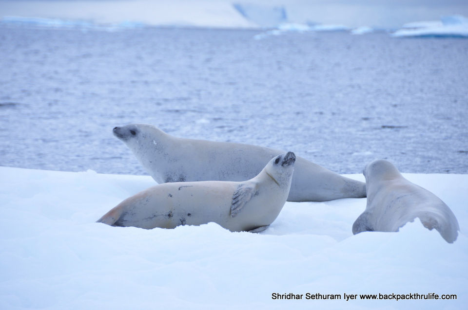 Photo of Antarctic Seal:Smelly Cuteness saved from extinction 125/182 by Shridhar Sethuram Iyer