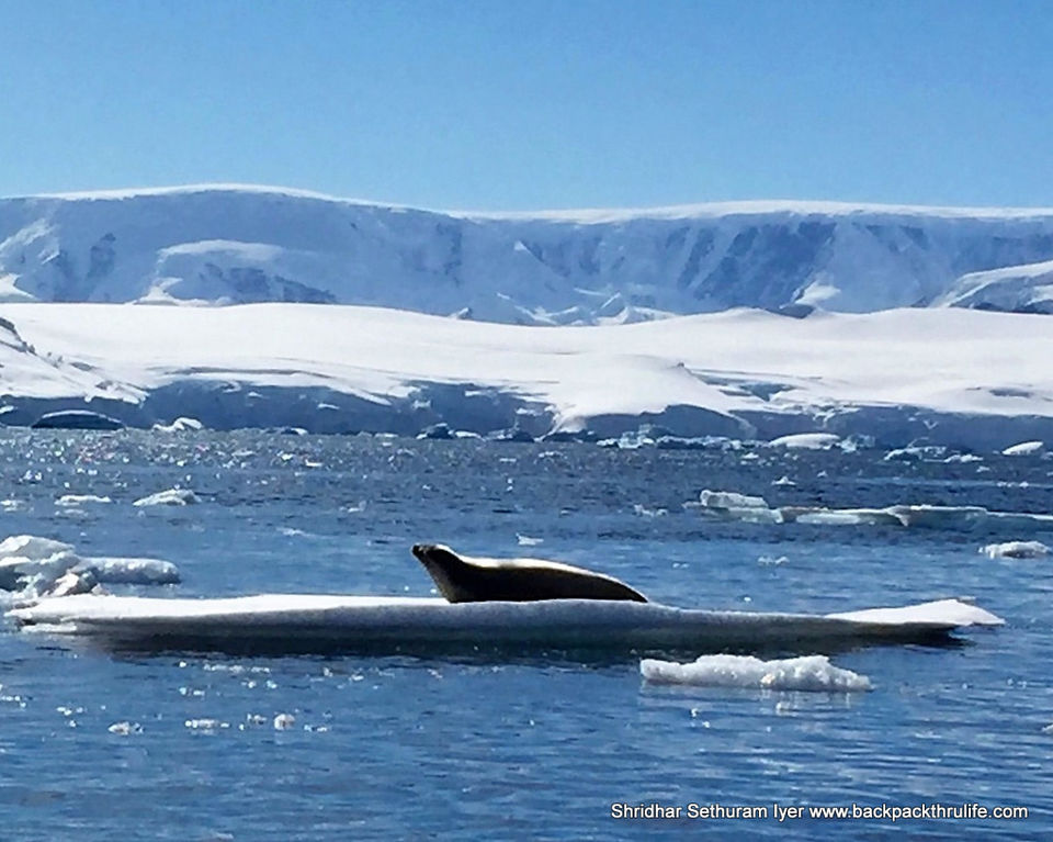 Photo of Antarctic Seal:Smelly Cuteness saved from extinction 127/182 by Shridhar Sethuram Iyer