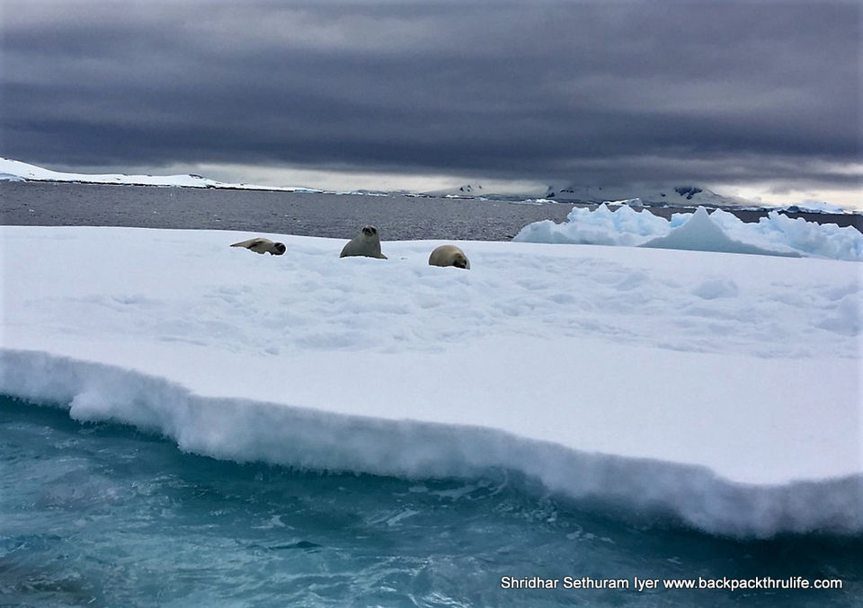 Photo of Antarctic Seal:Smelly Cuteness saved from extinction 129/182 by Shridhar Sethuram Iyer
