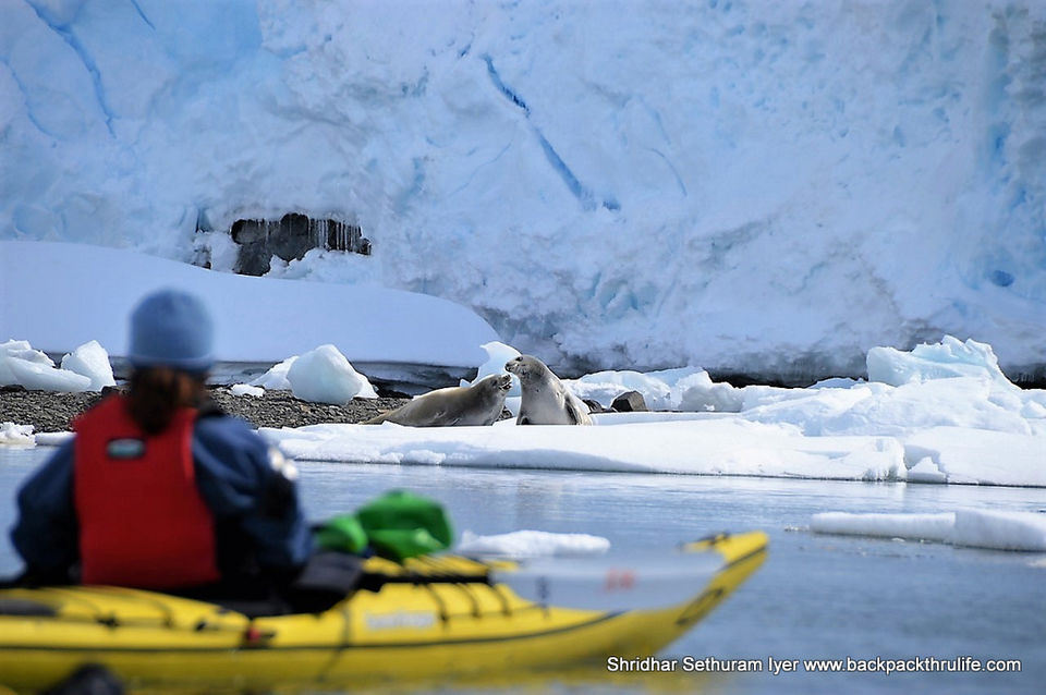Photo of Antarctic Seal:Smelly Cuteness saved from extinction 114/182 by Shridhar Sethuram Iyer