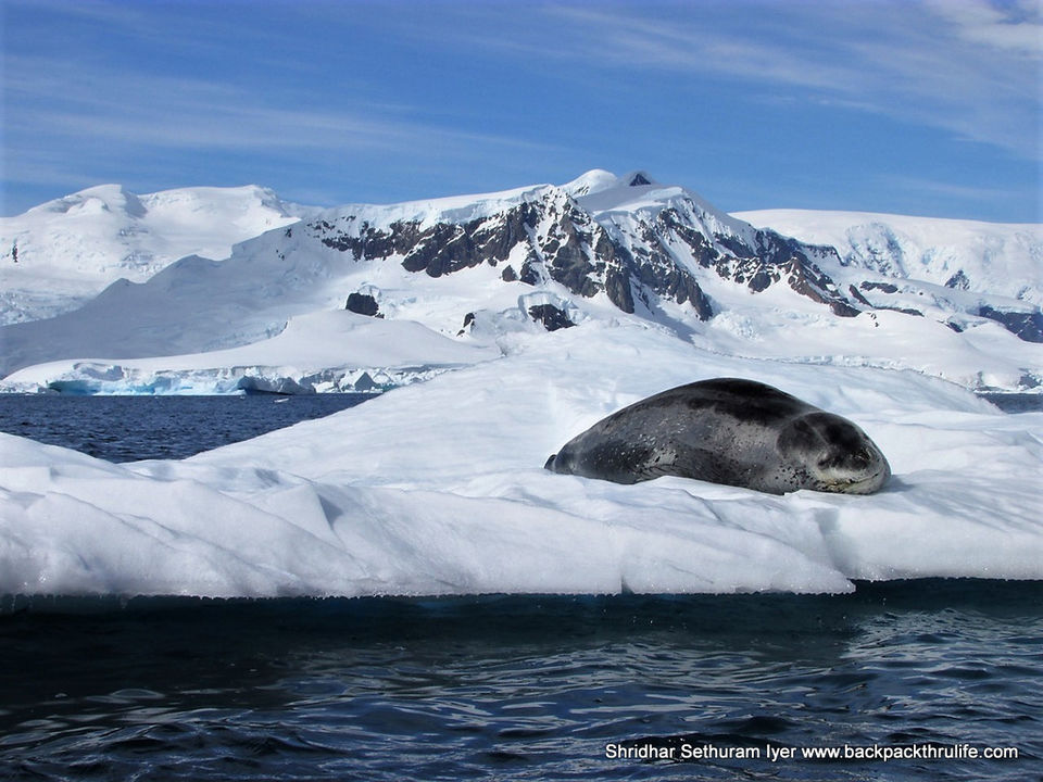 Photo of Antarctic Seal:Smelly Cuteness saved from extinction 128/182 by Shridhar Sethuram Iyer