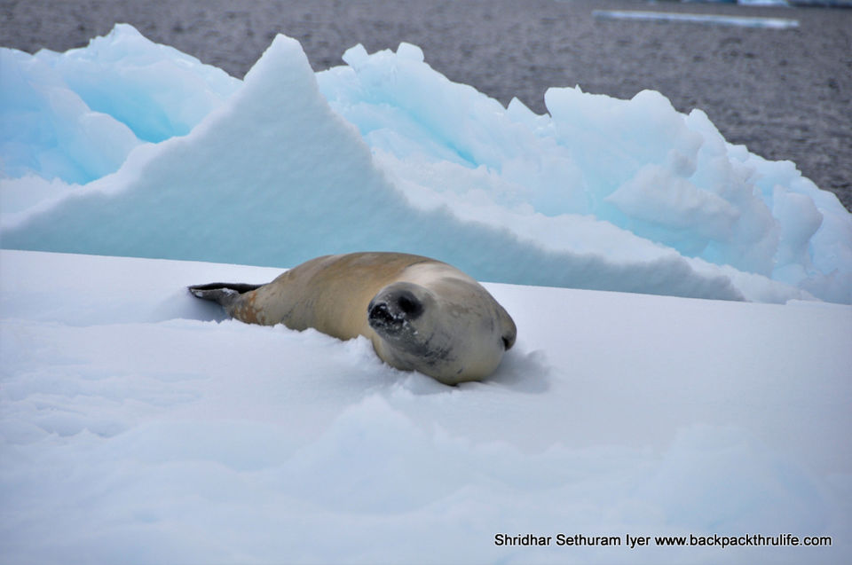 Photo of Antarctic Seal:Smelly Cuteness saved from extinction 134/182 by Shridhar Sethuram Iyer