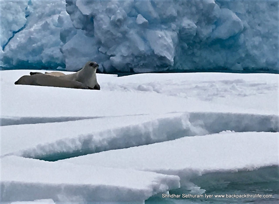 Photo of Antarctic Seal:Smelly Cuteness saved from extinction 133/182 by Shridhar Sethuram Iyer