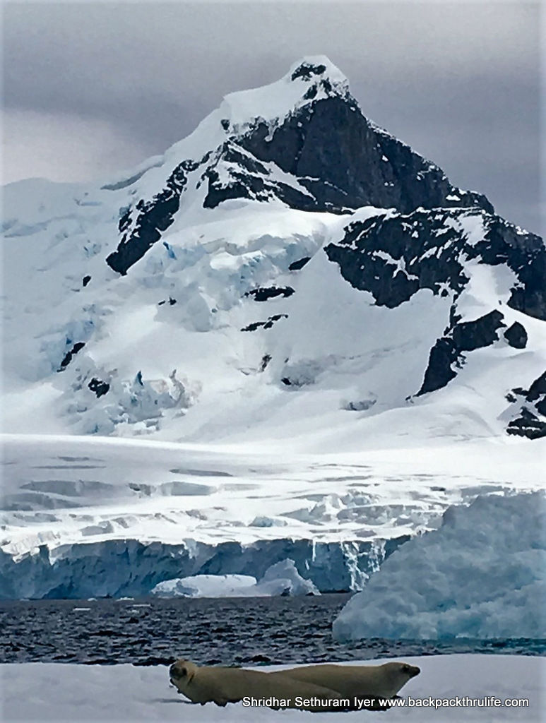 Photo of Antarctic Seal:Smelly Cuteness saved from extinction 132/182 by Shridhar Sethuram Iyer