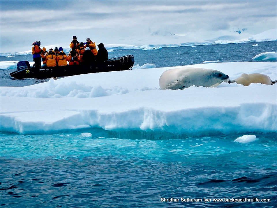 Photo of Antarctic Seal:Smelly Cuteness saved from extinction 131/182 by Shridhar Sethuram Iyer