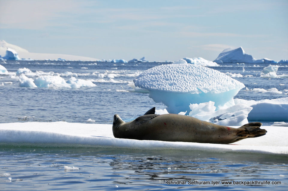 Photo of Antarctic Seal:Smelly Cuteness saved from extinction 137/182 by Shridhar Sethuram Iyer