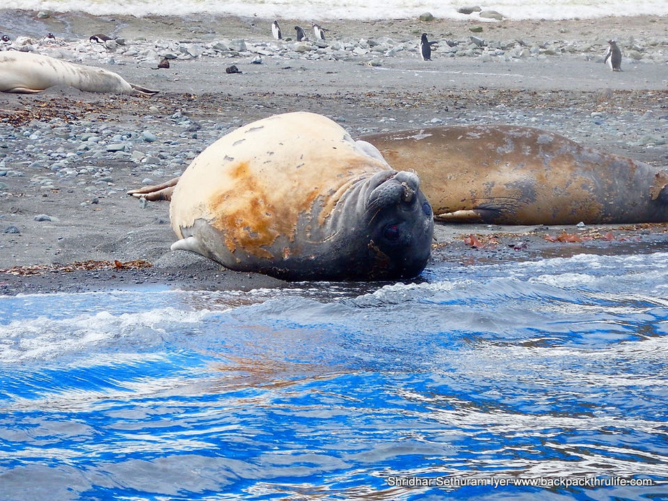 Photo of Antarctic Seal:Smelly Cuteness saved from extinction 130/182 by Shridhar Sethuram Iyer