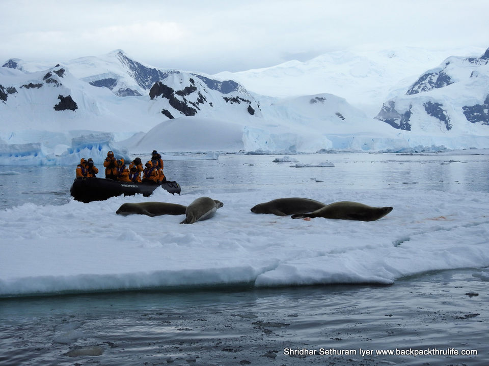 Photo of Antarctic Seal:Smelly Cuteness saved from extinction 135/182 by Shridhar Sethuram Iyer