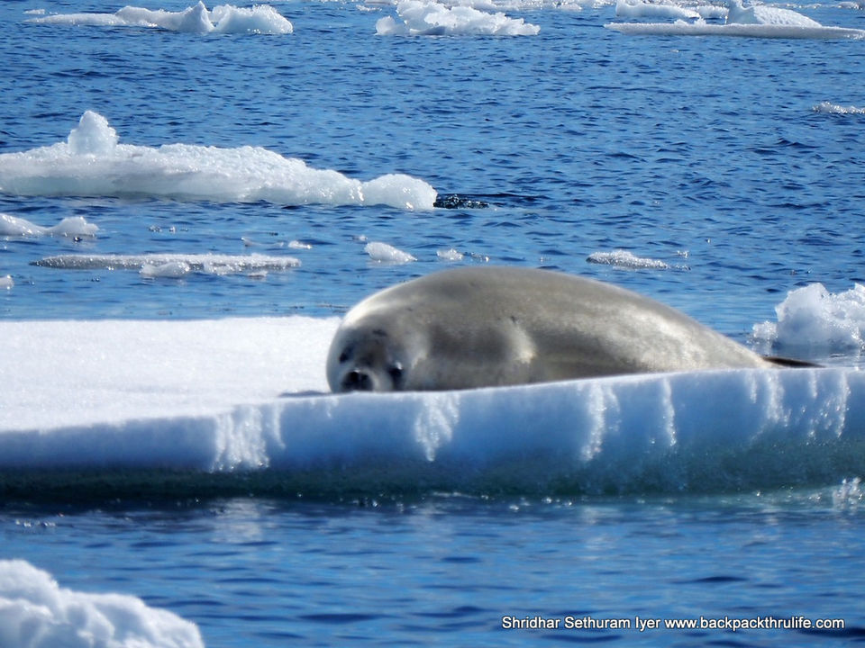 Photo of Antarctic Seal:Smelly Cuteness saved from extinction 136/182 by Shridhar Sethuram Iyer
