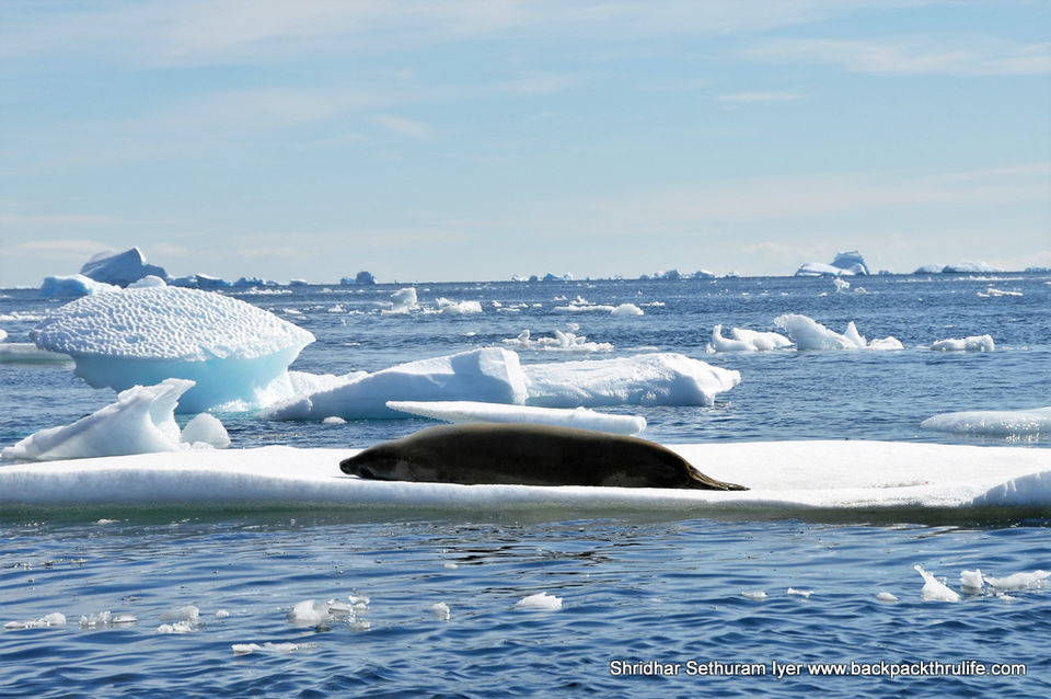 Photo of Antarctic Seal:Smelly Cuteness saved from extinction 138/182 by Shridhar Sethuram Iyer