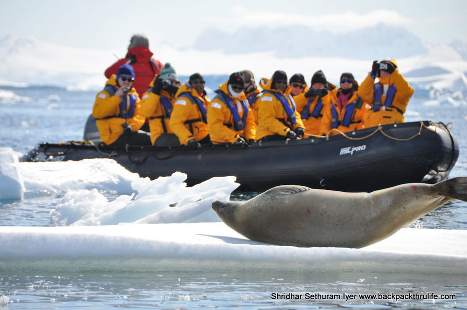 Photo of Antarctic Seal:Smelly Cuteness saved from extinction 139/182 by Shridhar Sethuram Iyer