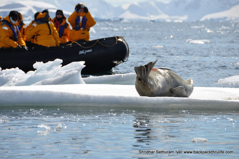 Photo of Antarctic Seal:Smelly Cuteness saved from extinction 140/182 by Shridhar Sethuram Iyer