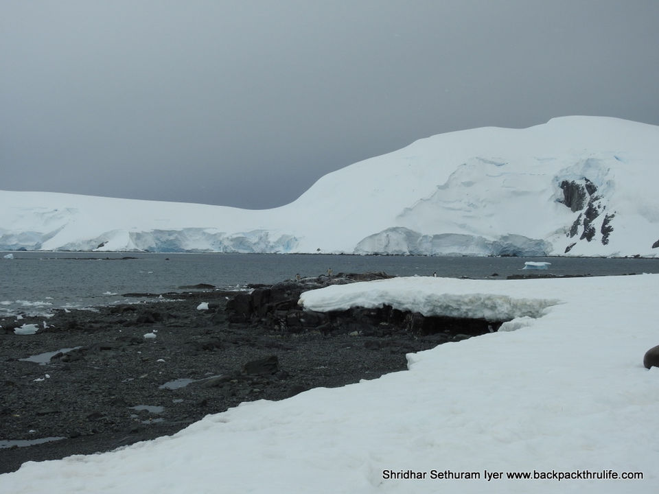 Photo of Antarctic Seal:Smelly Cuteness saved from extinction 142/182 by Shridhar Sethuram Iyer