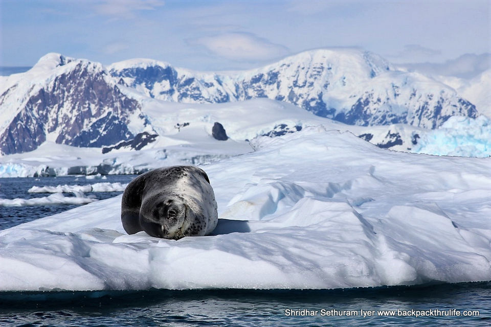 Photo of Antarctic Seal:Smelly Cuteness saved from extinction 147/182 by Shridhar Sethuram Iyer