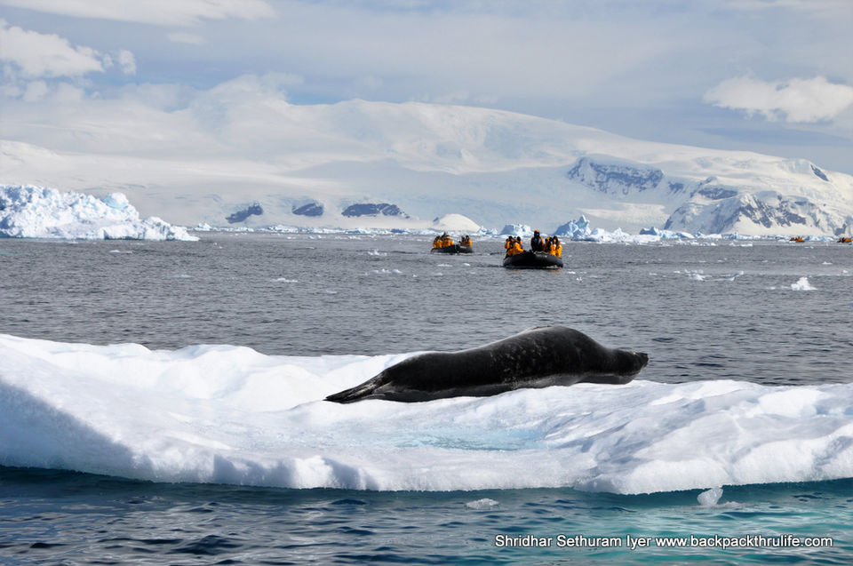 Photo of Antarctic Seal:Smelly Cuteness saved from extinction 145/182 by Shridhar Sethuram Iyer