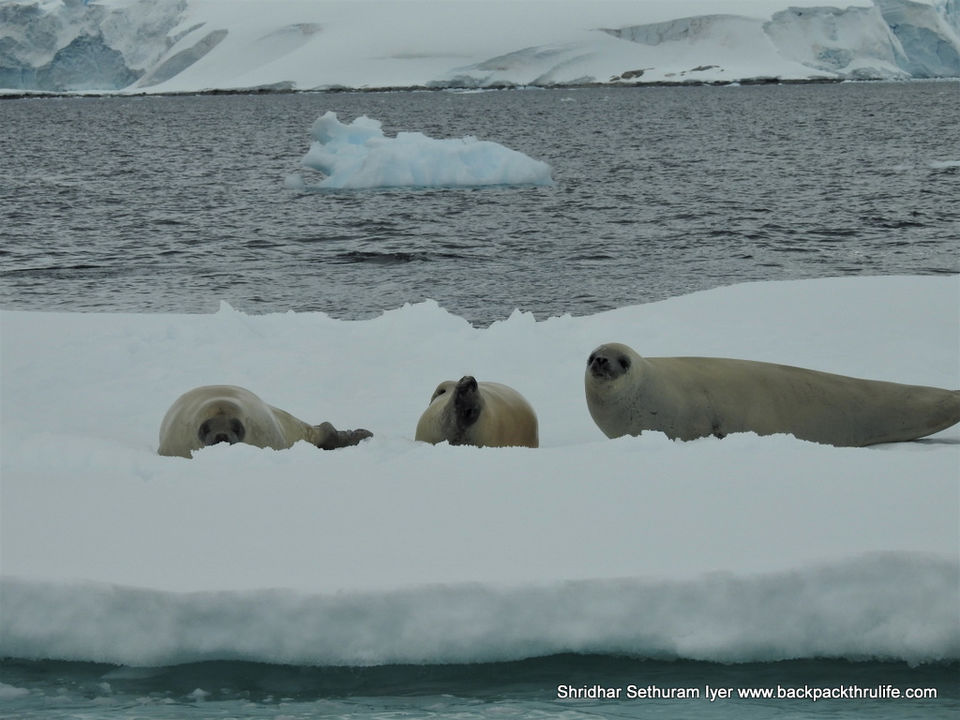 Photo of Antarctic Seal:Smelly Cuteness saved from extinction 148/182 by Shridhar Sethuram Iyer