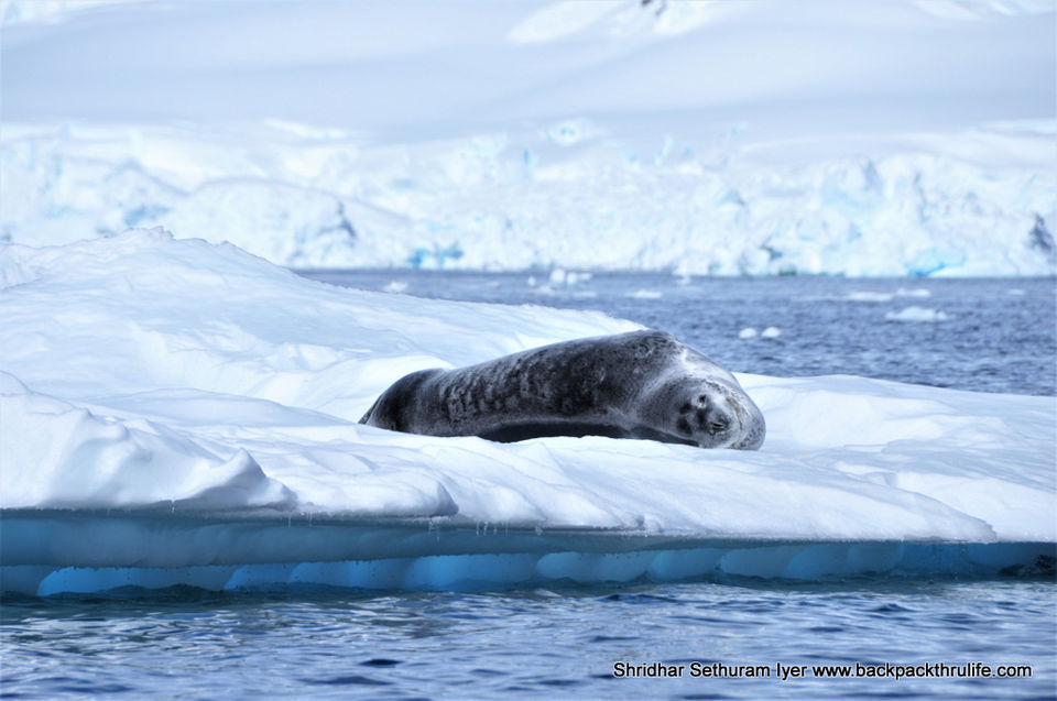 Photo of Antarctic Seal:Smelly Cuteness saved from extinction 141/182 by Shridhar Sethuram Iyer