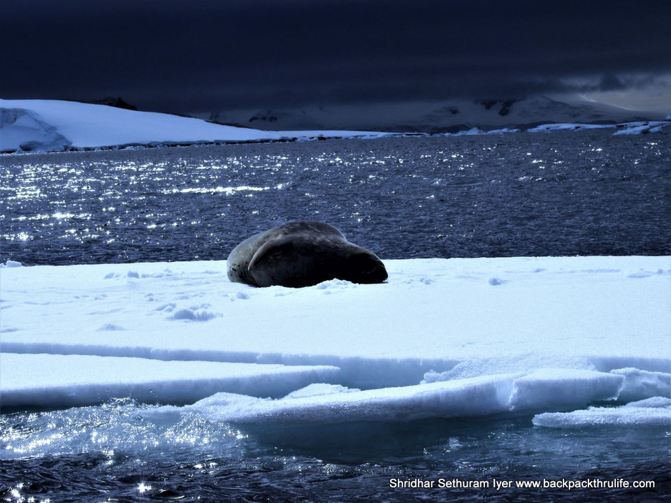 Photo of Antarctic Seal:Smelly Cuteness saved from extinction 151/182 by Shridhar Sethuram Iyer