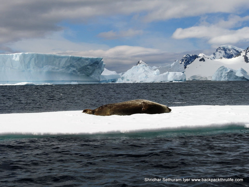 Photo of Antarctic Seal:Smelly Cuteness saved from extinction 150/182 by Shridhar Sethuram Iyer