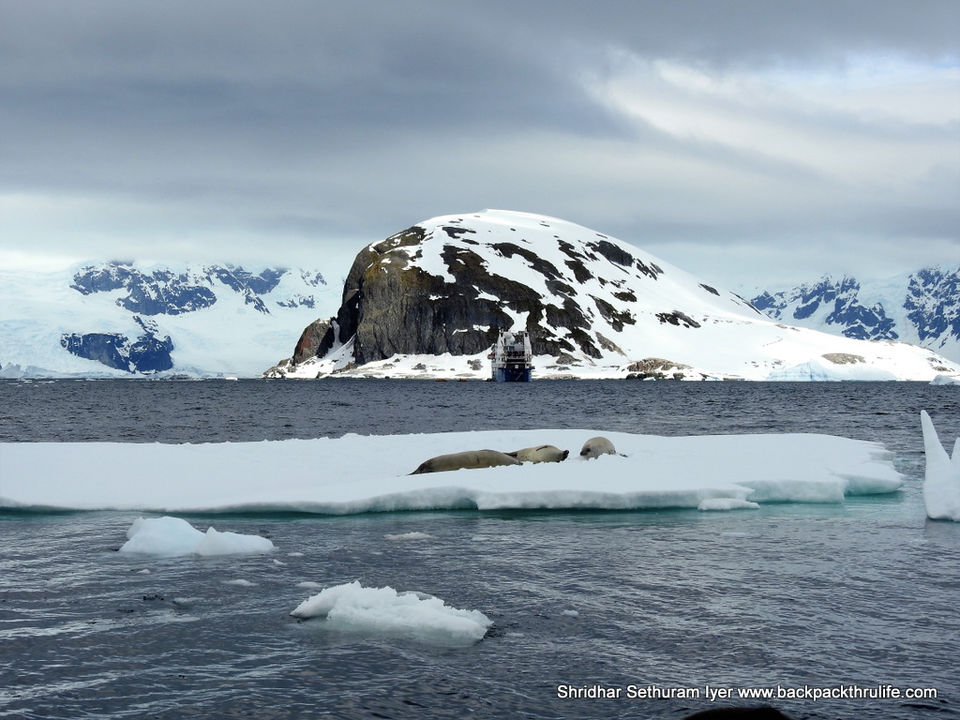 Photo of Antarctic Seal:Smelly Cuteness saved from extinction 149/182 by Shridhar Sethuram Iyer
