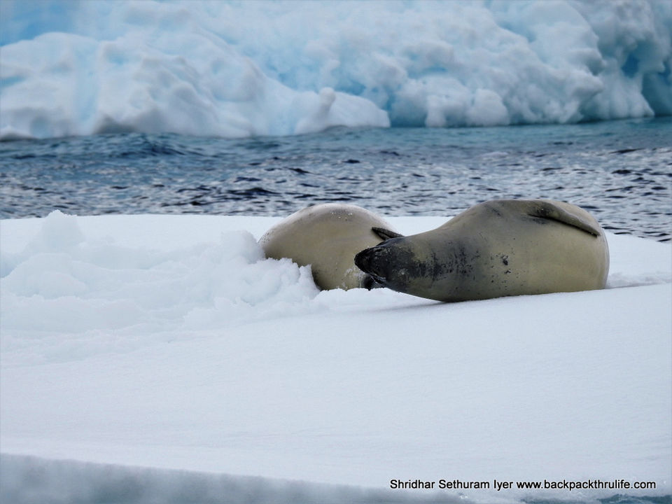Photo of Antarctic Seal:Smelly Cuteness saved from extinction 154/182 by Shridhar Sethuram Iyer