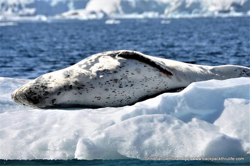 Photo of Antarctic Seal:Smelly Cuteness saved from extinction 153/182 by Shridhar Sethuram Iyer