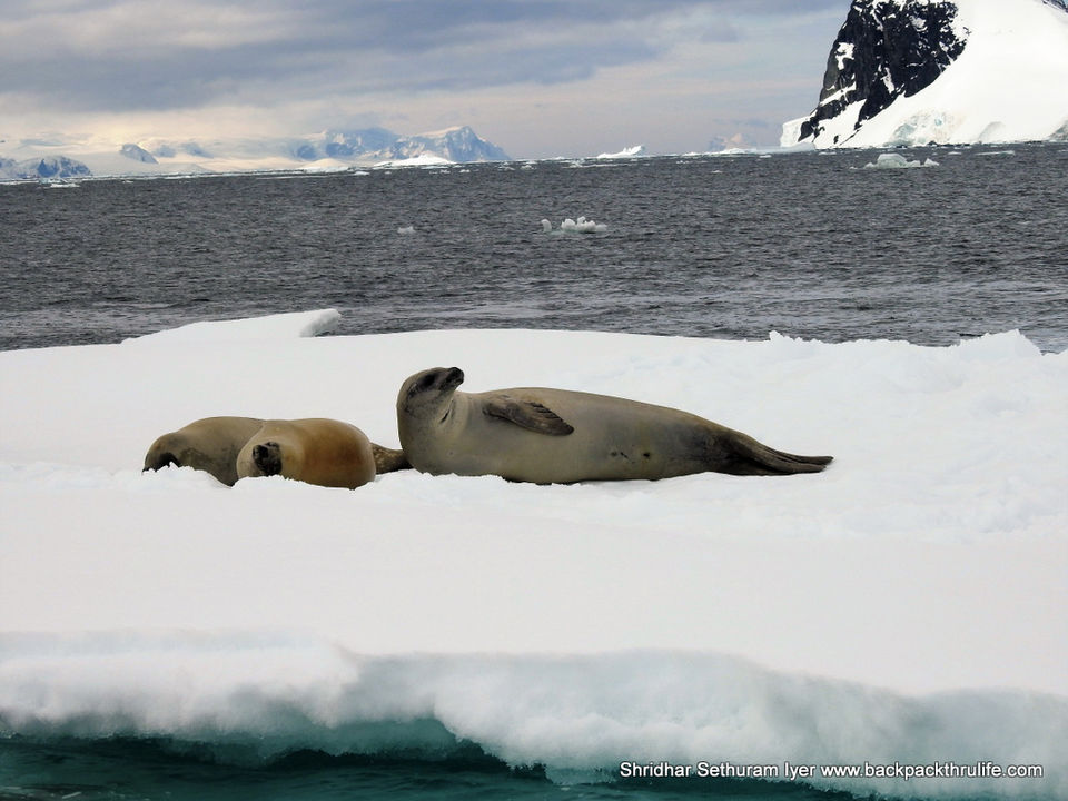 Photo of Antarctic Seal:Smelly Cuteness saved from extinction 152/182 by Shridhar Sethuram Iyer