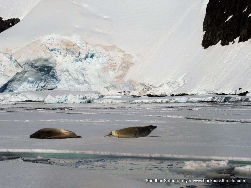 Photo of Antarctic Seal:Smelly Cuteness saved from extinction 157/182 by Shridhar Sethuram Iyer