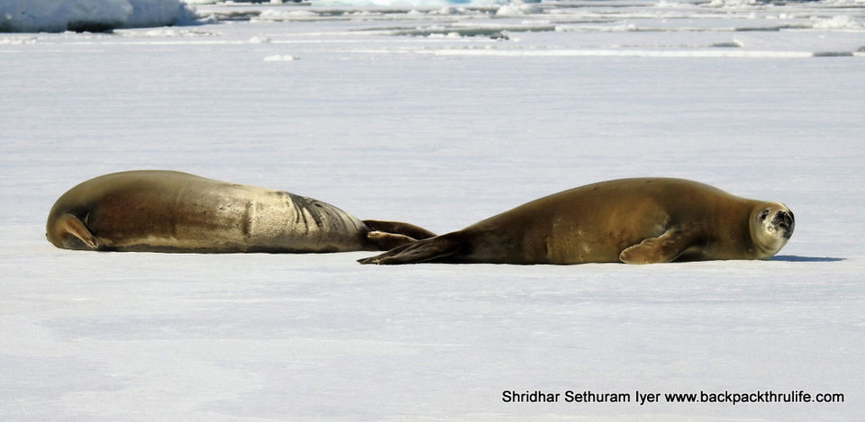Photo of Antarctic Seal:Smelly Cuteness saved from extinction 156/182 by Shridhar Sethuram Iyer