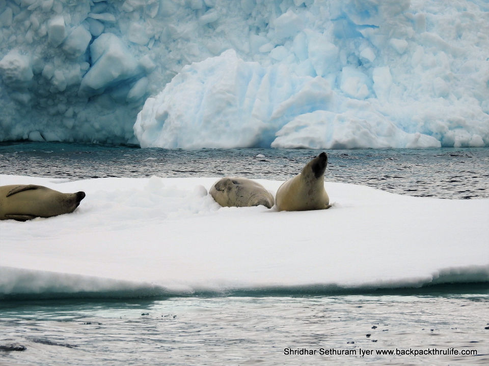 Photo of Antarctic Seal:Smelly Cuteness saved from extinction 159/182 by Shridhar Sethuram Iyer