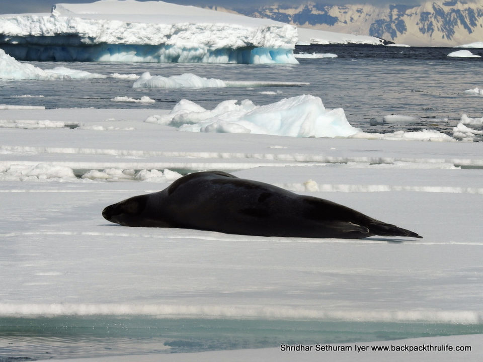 Photo of Antarctic Seal:Smelly Cuteness saved from extinction 155/182 by Shridhar Sethuram Iyer