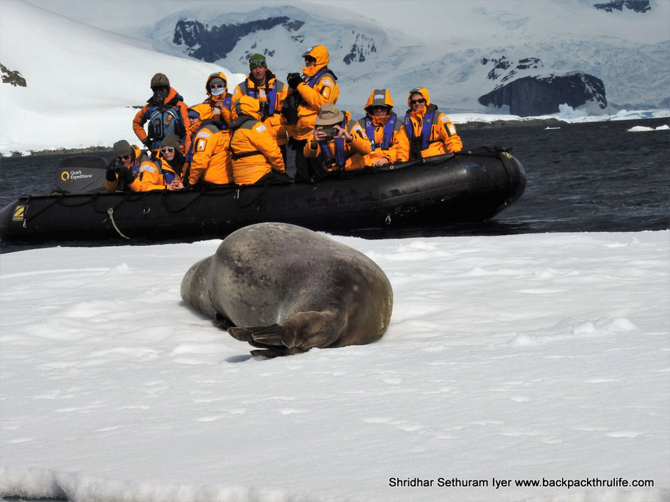 Photo of Antarctic Seal:Smelly Cuteness saved from extinction 161/182 by Shridhar Sethuram Iyer