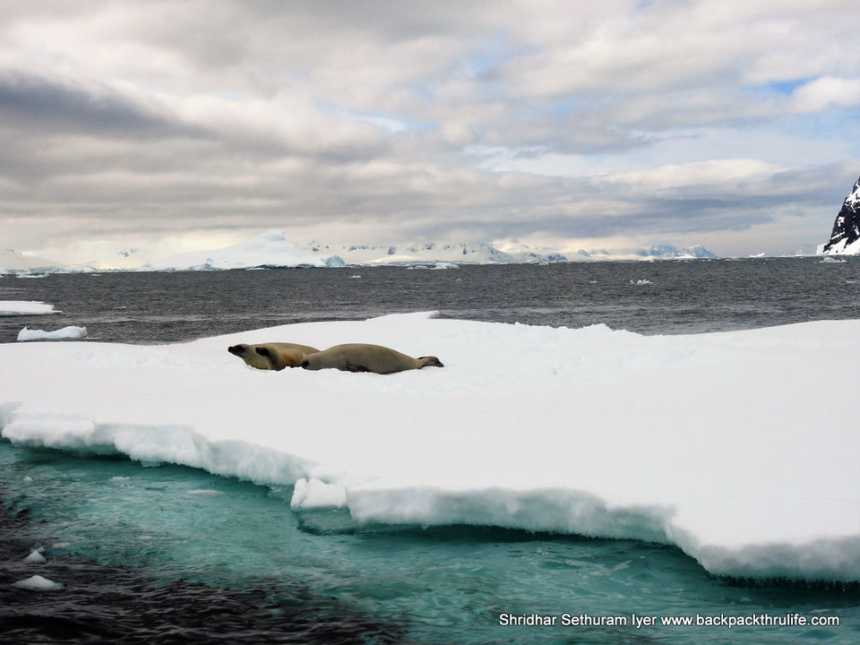 Photo of Antarctic Seal:Smelly Cuteness saved from extinction 164/182 by Shridhar Sethuram Iyer