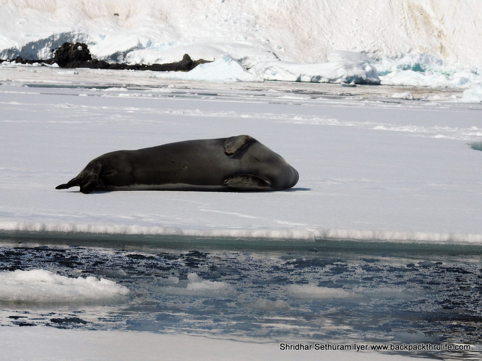 Photo of Antarctic Seal:Smelly Cuteness saved from extinction 158/182 by Shridhar Sethuram Iyer