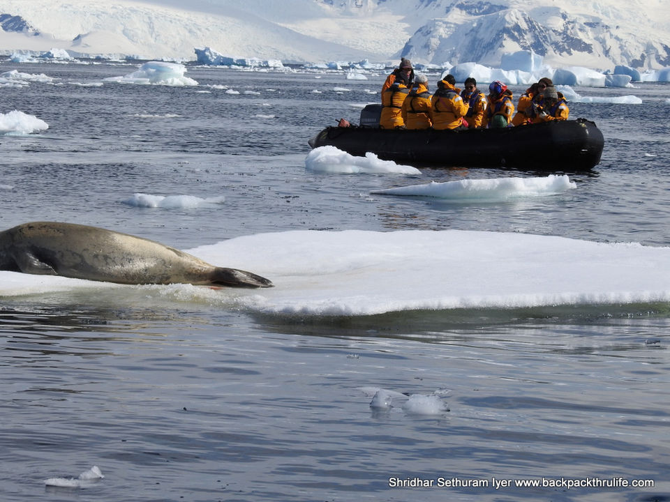 Photo of Antarctic Seal:Smelly Cuteness saved from extinction 160/182 by Shridhar Sethuram Iyer