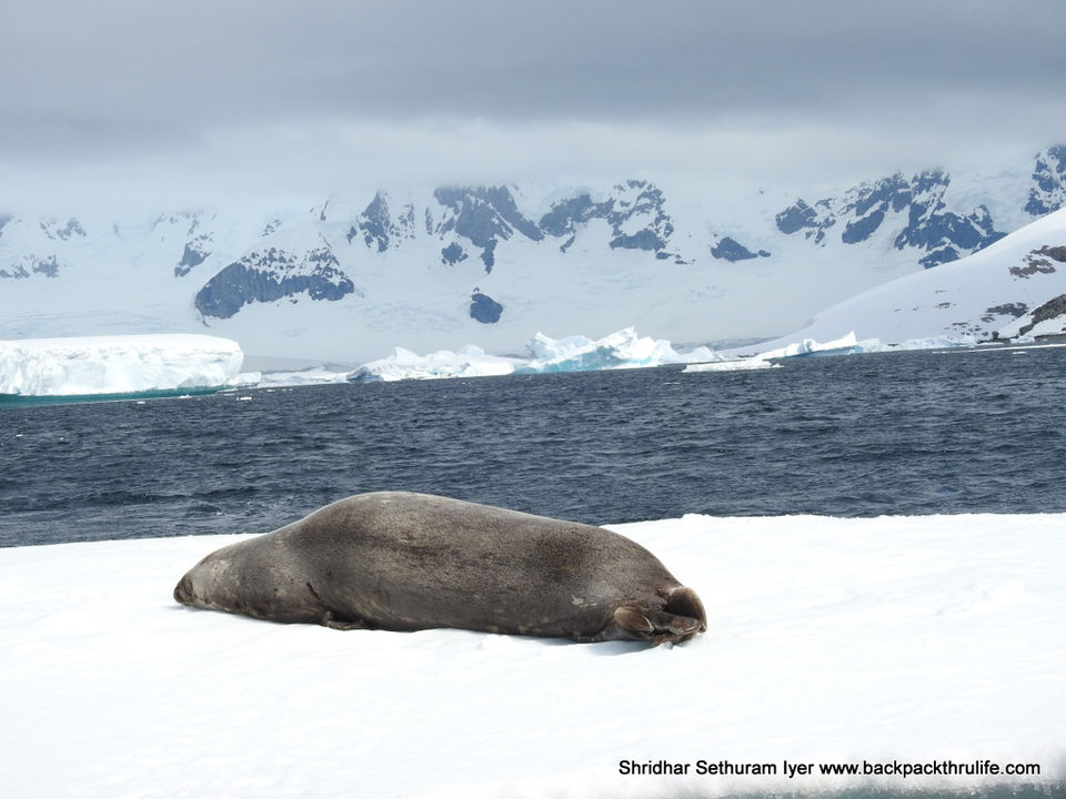 Photo of Antarctic Seal:Smelly Cuteness saved from extinction 162/182 by Shridhar Sethuram Iyer