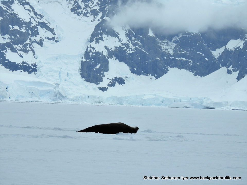 Photo of Antarctic Seal:Smelly Cuteness saved from extinction 163/182 by Shridhar Sethuram Iyer