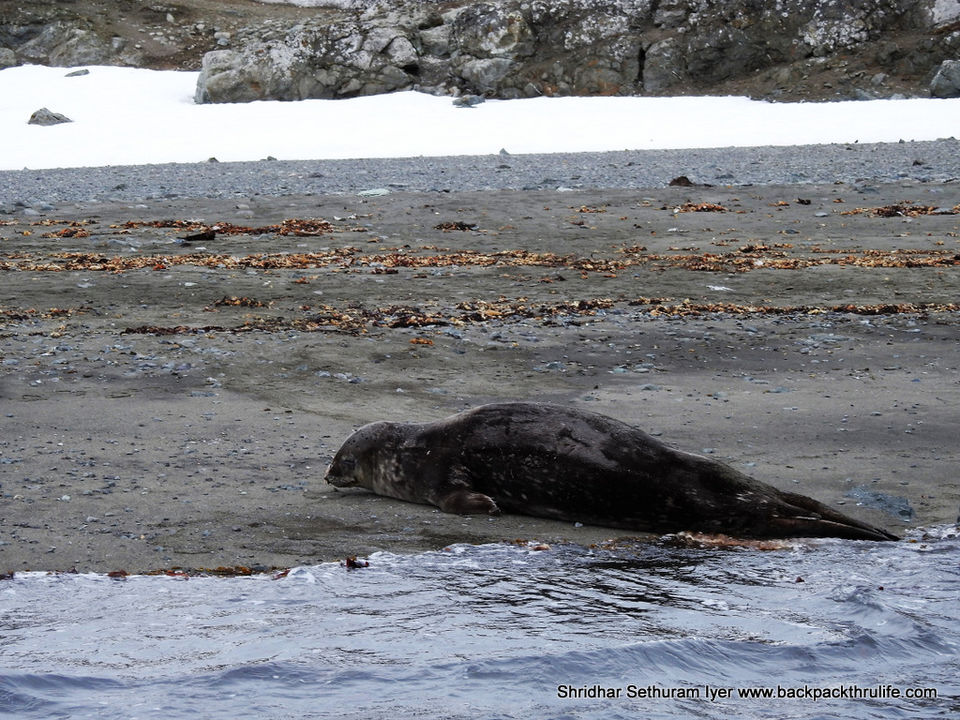 Photo of Antarctic Seal:Smelly Cuteness saved from extinction 165/182 by Shridhar Sethuram Iyer