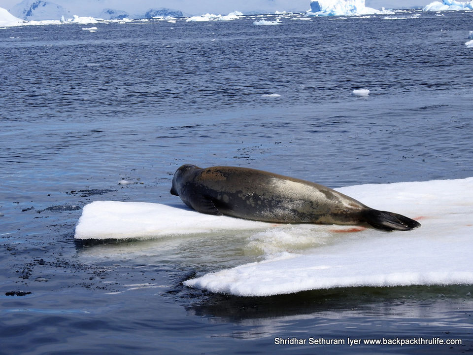 Photo of Antarctic Seal:Smelly Cuteness saved from extinction 166/182 by Shridhar Sethuram Iyer