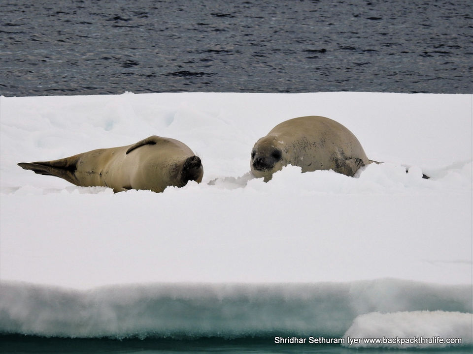 Photo of Antarctic Seal:Smelly Cuteness saved from extinction 167/182 by Shridhar Sethuram Iyer