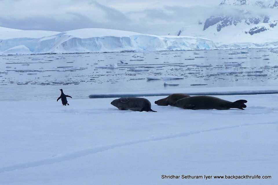 Photo of Antarctic Seal:Smelly Cuteness saved from extinction 171/182 by Shridhar Sethuram Iyer