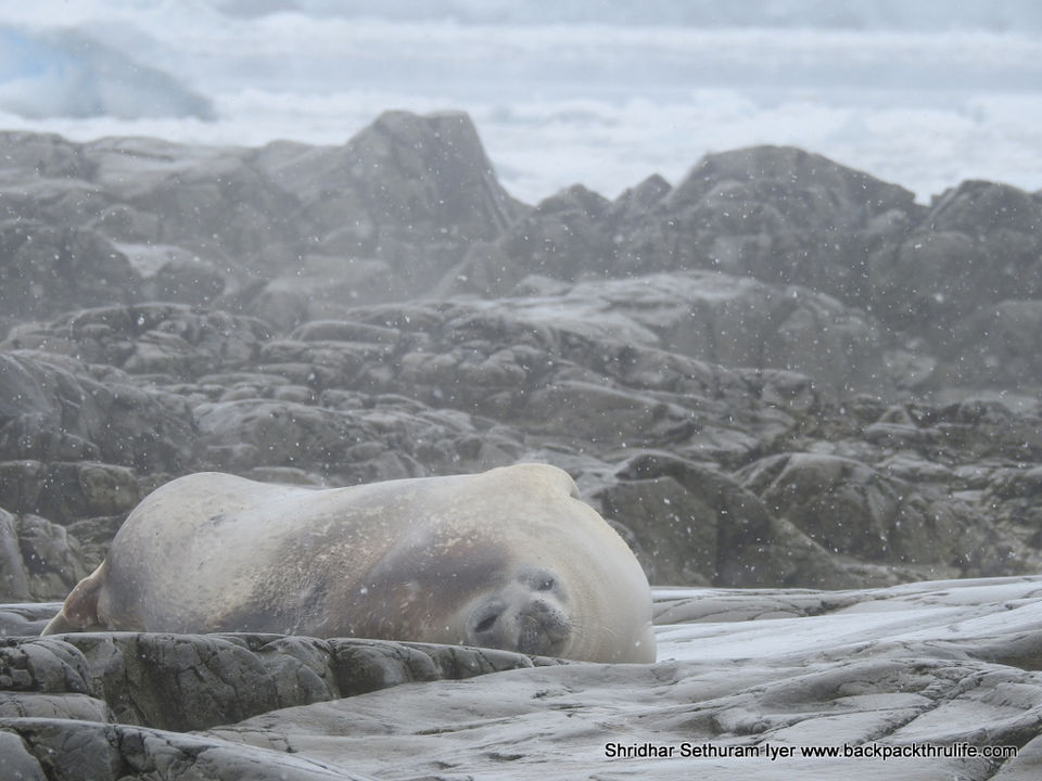 Photo of Antarctic Seal:Smelly Cuteness saved from extinction 168/182 by Shridhar Sethuram Iyer