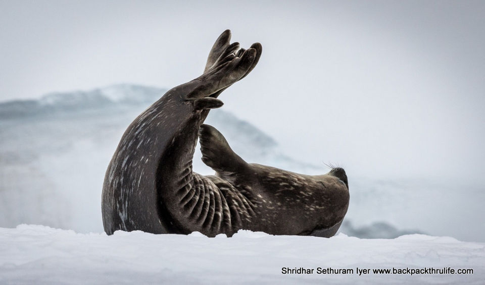 Photo of Antarctic Seal:Smelly Cuteness saved from extinction 169/182 by Shridhar Sethuram Iyer