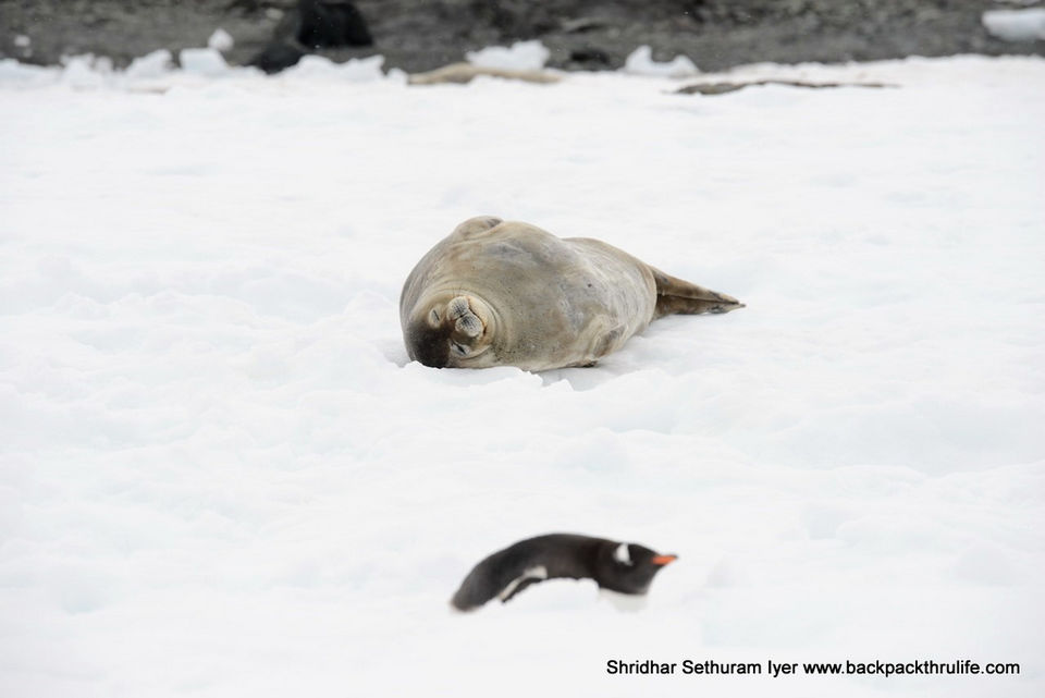 Photo of Antarctic Seal:Smelly Cuteness saved from extinction 173/182 by Shridhar Sethuram Iyer