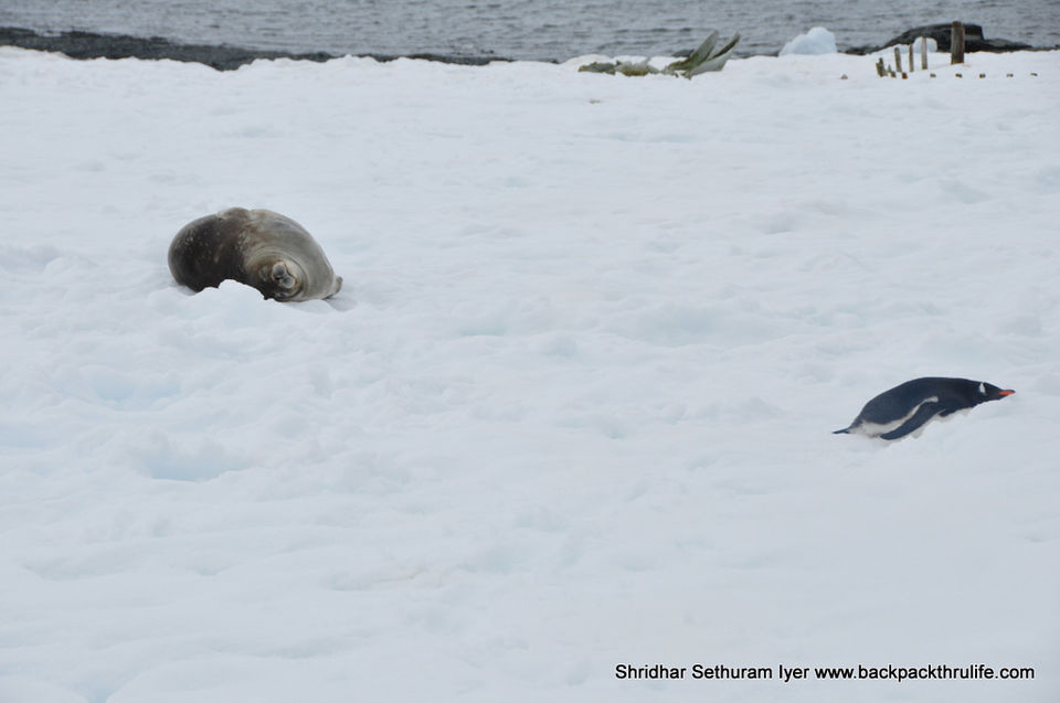 Photo of Antarctic Seal:Smelly Cuteness saved from extinction 172/182 by Shridhar Sethuram Iyer