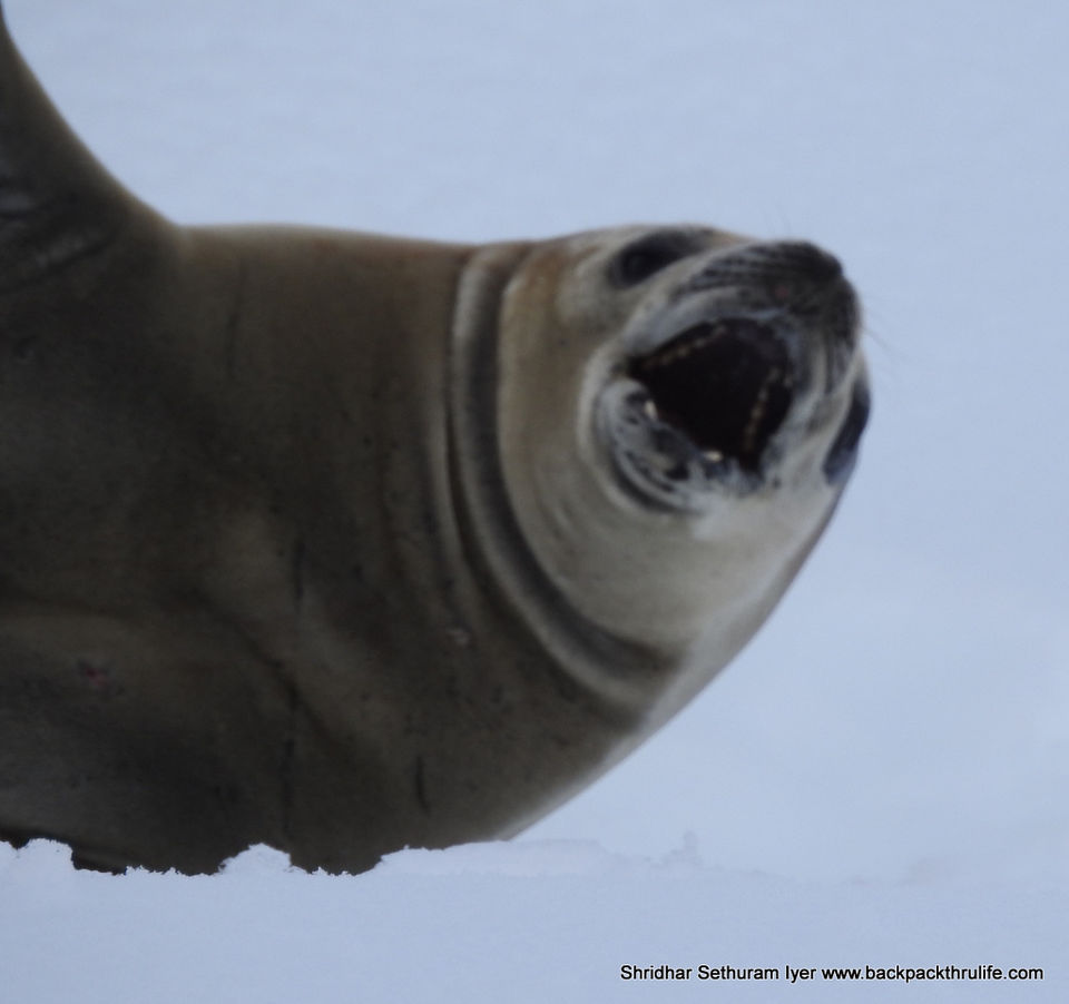 Photo of Antarctic Seal:Smelly Cuteness saved from extinction 178/182 by Shridhar Sethuram Iyer